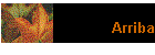 Arriba